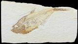 Bargain, Diplomystus Fossil Fish - Wyoming #67940-1